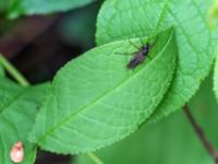 Rotschenklige Märzfliege